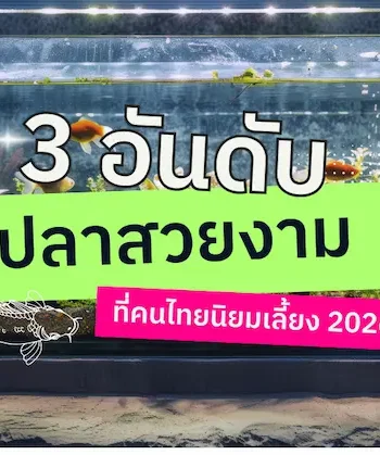 3 อันดับ ปลาสวยงามที่คนไทยนิยมเลี้ยง 2026